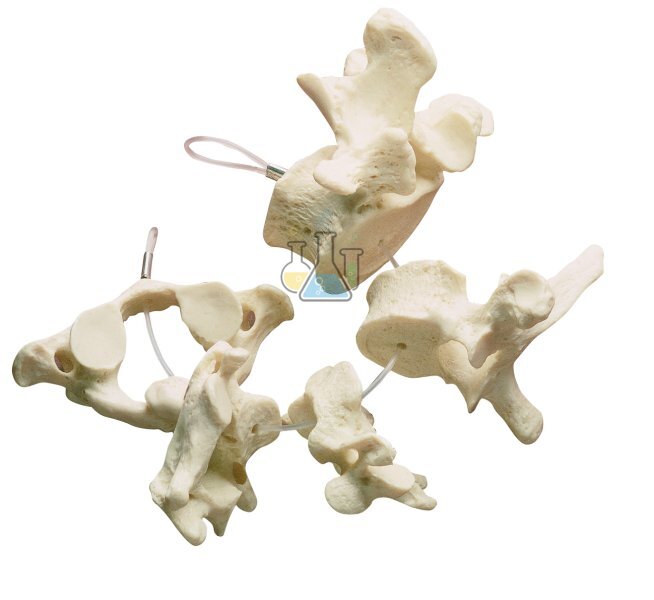 Vertebral Collection  Model